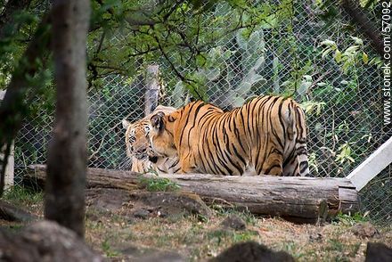 Zoológico Municipal de Salto. Tigres de Bengala. - Departamento de Salto - URUGUAY. Foto No. 57092