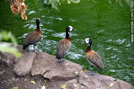 Salto Municipal Zoo. Whistling Ducks, - Department of Salto - URUGUAY. Photo #57090
