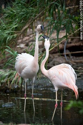 Salto Municipal Zoo. Flamingos. - Department of Salto - URUGUAY. Photo #57086