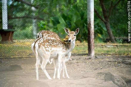 Salto Municipal Zoo. Deers. - Department of Salto - URUGUAY. Photo #57074