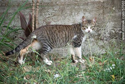Salto Municipal Zoo.  Domestic cat. - Fauna - MORE IMAGES. Foto No. 57063