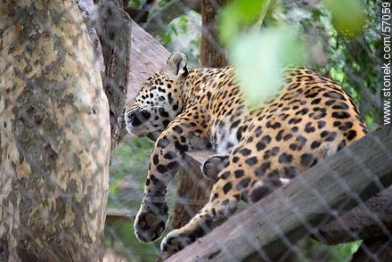 Zoológico Municipal de Salto. Jaguar descansando. - Departamento de Salto - URUGUAY. Foto No. 57059
