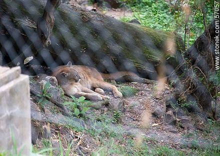 Zoológico Municipal de Salto. Puma descansando. - Departamento de Salto - URUGUAY. Foto No. 57057