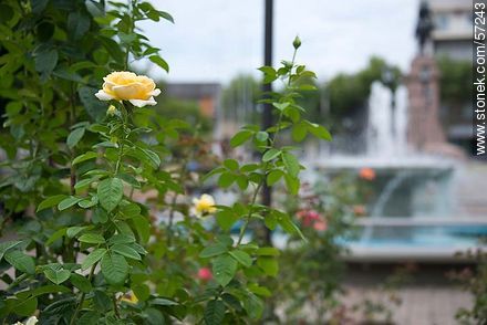 Artigas Square. Roses and fountain. - Department of Salto - URUGUAY. Photo #57243