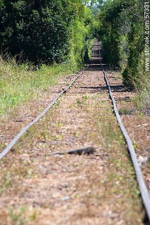 Railway to Paysandu from Chapicuy - Department of Paysandú - URUGUAY. Photo #57331