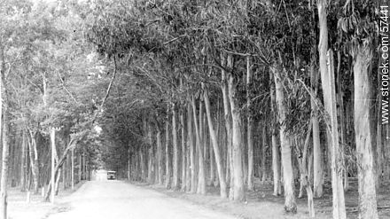 Calle con muchos árboles - Punta del Este y balnearios cercanos - URUGUAY. Foto No. 57441