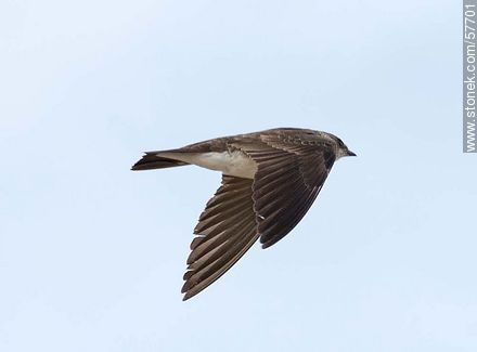 Golondrina parda - Fauna - IMÁGENES VARIAS. Foto No. 57701