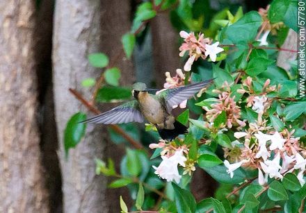 Hummingbird - Fauna - MORE IMAGES. Photo #57780