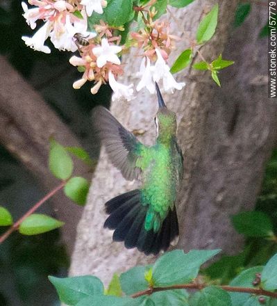 Hummingbird - Fauna - MORE IMAGES. Photo #57779