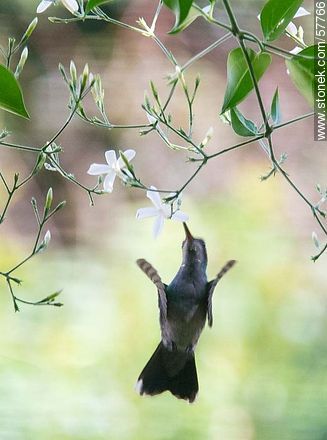 Hummingbird - Fauna - MORE IMAGES. Photo #57766