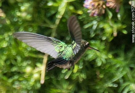 Hummingbird - Fauna - MORE IMAGES. Photo #57748