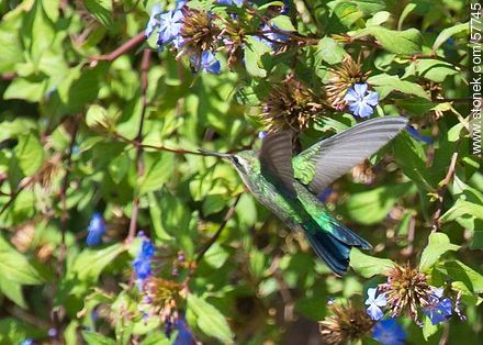 Hummingbird - Fauna - MORE IMAGES. Photo #57745