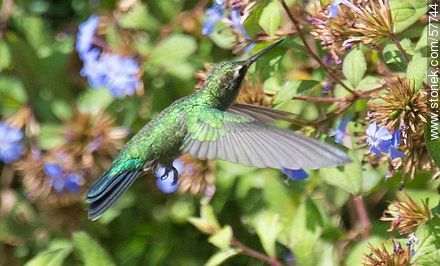 Hummingbird - Fauna - MORE IMAGES. Photo #57744