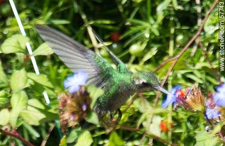Hummingbird - Fauna - MORE IMAGES. Photo #57743