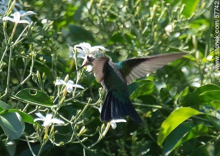 Hummingbird - Fauna - MORE IMAGES. Photo #57742