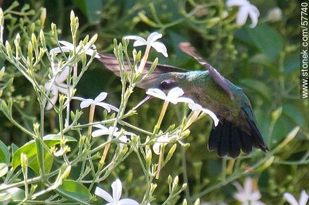 Hummingbird - Fauna - MORE IMAGES. Photo #57740