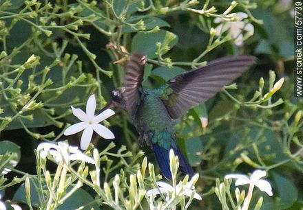 Hummingbird - Fauna - MORE IMAGES. Photo #57739