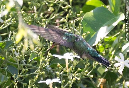 Hummingbird - Fauna - MORE IMAGES. Photo #57737