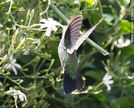 Hummingbird - Fauna - MORE IMAGES. Photo #57736