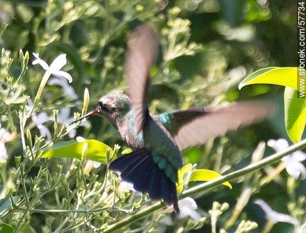 Hummingbird - Fauna - MORE IMAGES. Photo #57734