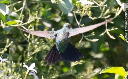 Hummingbird - Fauna - MORE IMAGES. Photo #57733