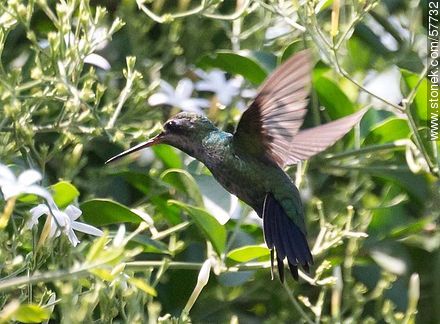 Hummingbird - Fauna - MORE IMAGES. Photo #57732