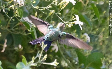 Hummingbird - Fauna - MORE IMAGES. Photo #57731