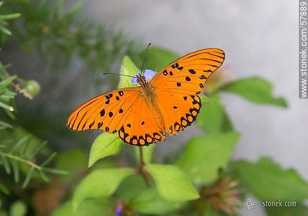 Spotted vanillae agraulis butterfly - Fauna - MORE IMAGES. Photo #57889