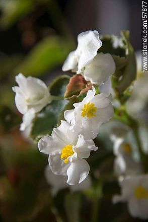 White begonia - Flora - MORE IMAGES. Photo #57877