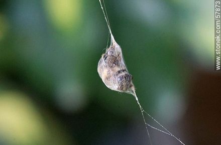 Abeja en una tela de araña - Fauna - IMÁGENES VARIAS. Foto No. 57873
