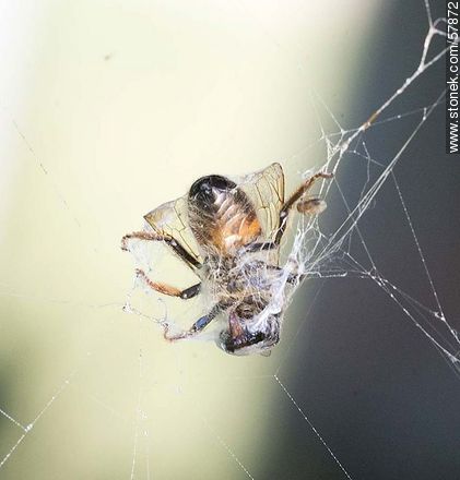Bee on a spider web - Fauna - MORE IMAGES. Photo #57872