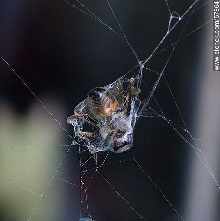 Bee on a spider web - Fauna - MORE IMAGES. Foto No. 57864