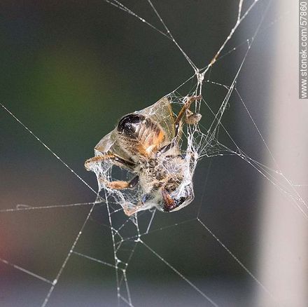 Bee on a spider web - Fauna - MORE IMAGES. Photo #57860