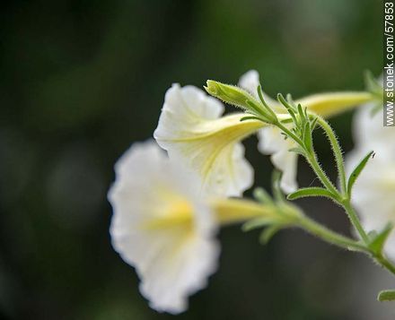 Petunia perenne - Flora - IMÁGENES VARIAS. Foto No. 57853