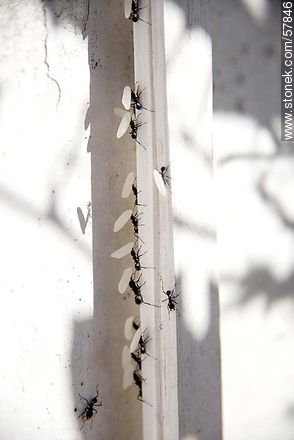 Black ants carrying grains of rice to their nest - Fauna - MORE IMAGES. Photo #57846