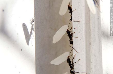 Hormigas negras cargando granos de arroz para su hormiguero - Fauna - IMÁGENES VARIAS. Foto No. 57847