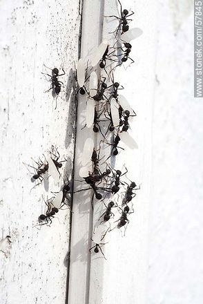 Hormigas negras cargando granos de arroz para su hormiguero - Fauna - IMÁGENES VARIAS. Foto No. 57845
