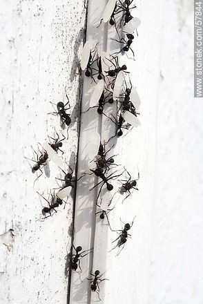 Black ants carrying grains of rice to their nest - Fauna - MORE IMAGES. Photo #57844