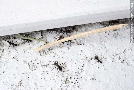 Hormigas negras cargando granos de arroz para su hormiguero - Fauna - IMÁGENES VARIAS. Foto No. 57842