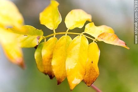 Hojas de glicina en otoño - Flora - IMÁGENES VARIAS. Foto No. 57839