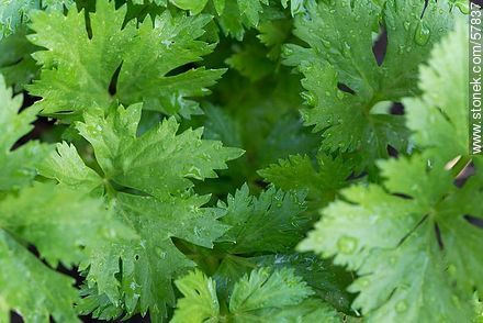 Fresh celery leaves - Flora - MORE IMAGES. Photo #57837