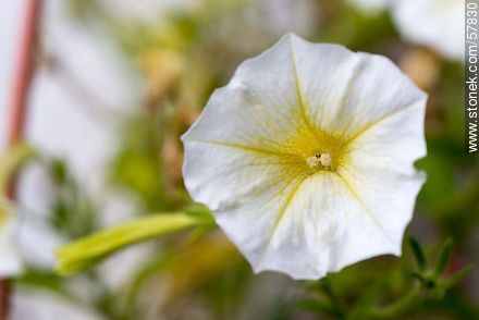 Petunia perenne - Flora - IMÁGENES VARIAS. Foto No. 57830