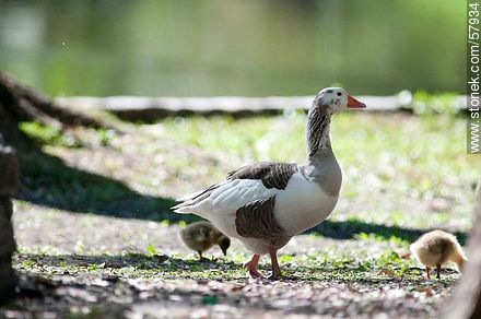 Goose guarding its chicks - Fauna - MORE IMAGES. Photo #57934