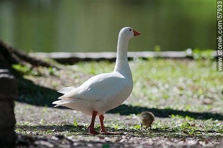 Goose guarding its chick - Fauna - MORE IMAGES. Photo #57933