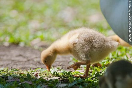 Goose chick. - Fauna - MORE IMAGES. Photo #57931