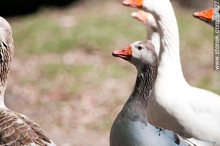 Adult geese in Parque Rivera - Fauna - MORE IMAGES. Photo #57927
