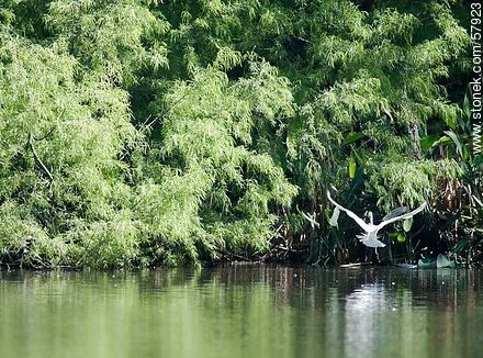 Garza blanca en vuelo en el lago del parque Rivera - Departamento de Montevideo - URUGUAY. Foto No. 57923