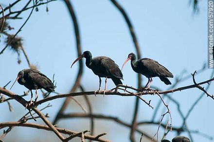 Bare-faced Ibis in Parque Rivera - Fauna - MORE IMAGES. Photo #57920
