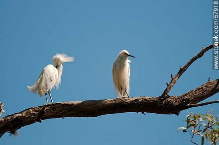 Garcitas blancas en el parque Rivera. Snowy Egret - Departamento de Montevideo - URUGUAY. Foto No. 57918