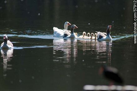 Goose Family at the lake of Parque Rivera - Fauna - MORE IMAGES. Photo #57912